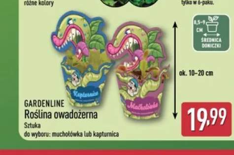 Roślina owadożerna muchołówka GARDENLINE +1 wariant