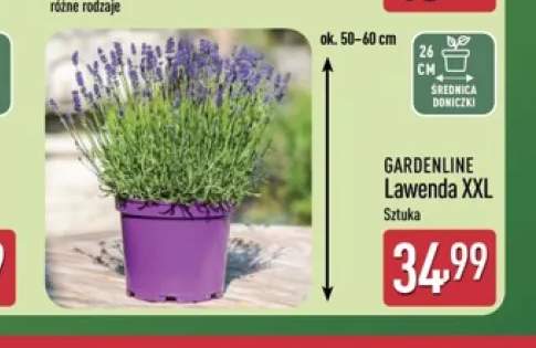 Lawenda XXL GARDENLINE