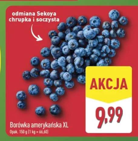 Borówka amerykańska XL