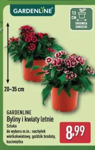 Byliny i kwiaty letnie Gardenline