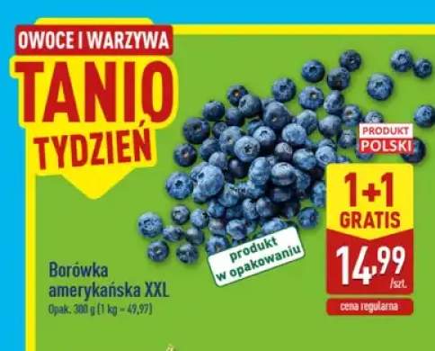 Borówka amerykańska XXL
