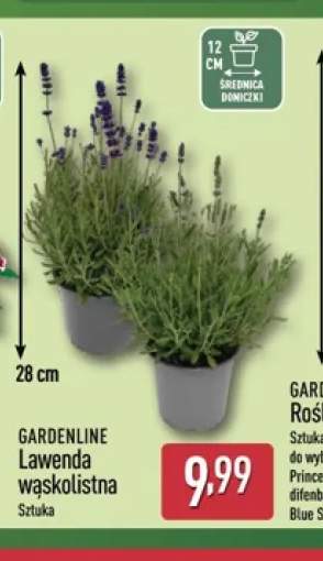 Lawenda wąskolistna Gardenline