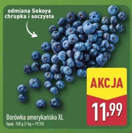 Borówka amerykańska XL