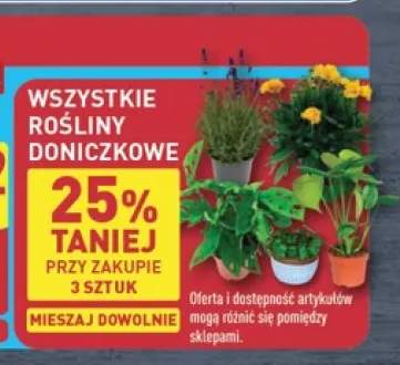 Rośliny doniczkowe