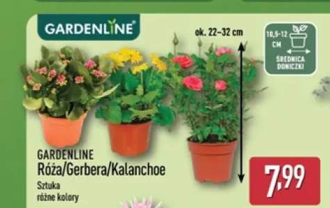 Róża Gardenline +2 warianty