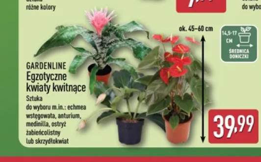 Egzotyczne kwiaty kwitnące Gardenline
