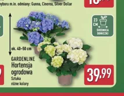 Hortensja ogrodowa Gardenline