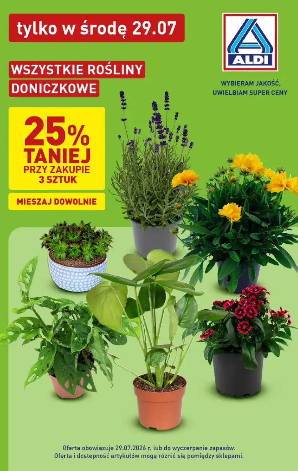 Roślina doniczkowa Lawenda +4 warianty