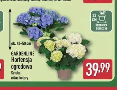 Hortensja ogrodowa Gardenline