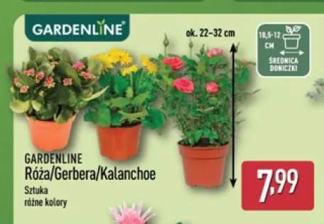 Kalanchoe Gardenline +2 warianty