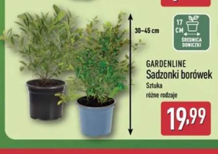 borówka amerykańska krzew
