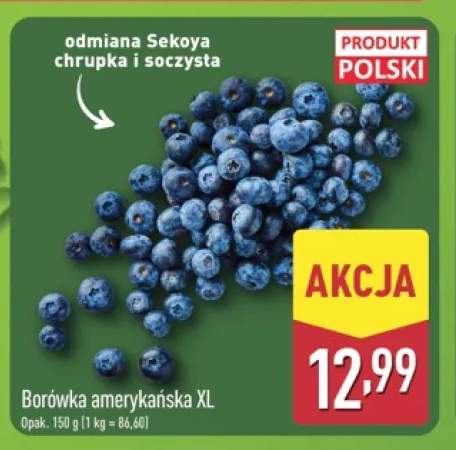 Borówka amerykańska XL