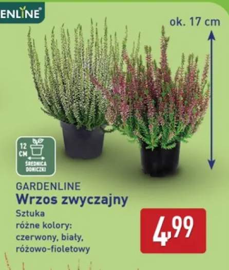 Wrzos zwyczajny Gardenline