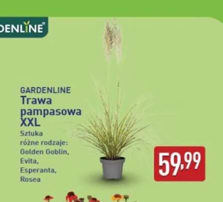 Trawa pampasowa Xxl Gardenline Golden Goblin +3 warianty