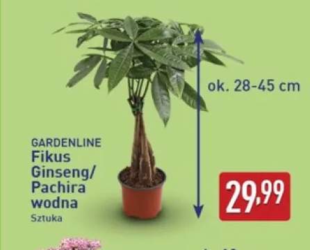 Fikus Ginseng Gardenline +1 wariant