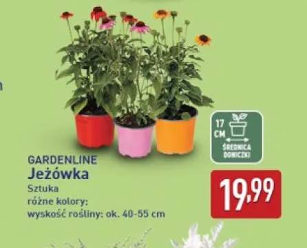 Jeżówka Gardenline
