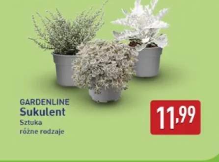 Sukulent Gardenline