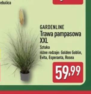 Trawa pampasowa Xxl Evita Gardenline +3 warianty