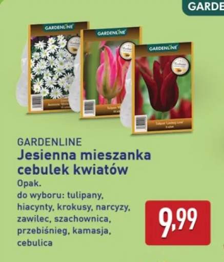 Jesienna mieszanka cebulek kwiatów tulipany Gardenline +8 wariantów
