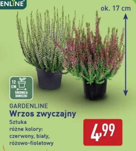 Wrzos zwyczajny Gardenline