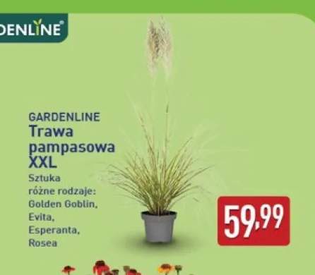 Trawa pampasowa Xxl Gardenline Golden Goblin +3 warianty