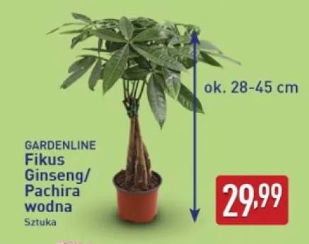 Fikus Ginseng Gardenline +1 wariant