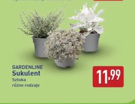 Sukulent Gardenline