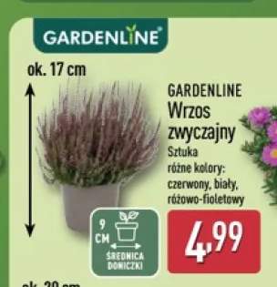 Wrzos zwyczajny Gardenline