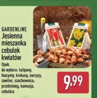 Jesienna mieszanka cebulek kwiatów hiacynty Gardenline +8 wariantów