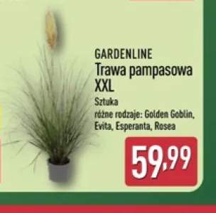Trawa pampasowa Xxl Golden Goblin Gardenline +3 warianty