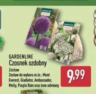 Czosnek ozdobny Mont Everest Gardenline +4 warianty
