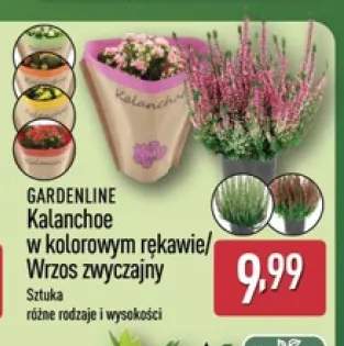 Kalanchoe w kolorowym rękawie Gardenline +1 wariant