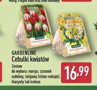 Cebulki kwiatów narcyz Gardenline +4 warianty