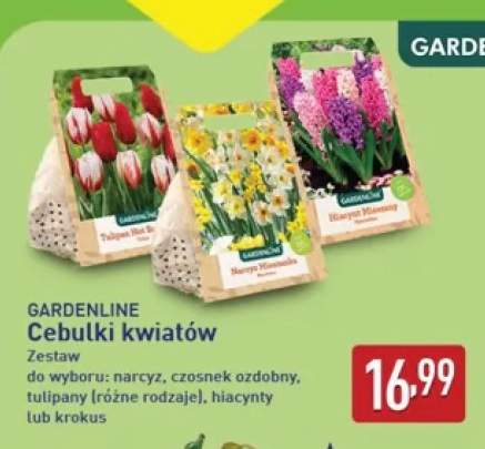 Cebulki kwiatów narcyz Gardenline +4 warianty