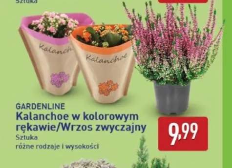 Kalanchoe w kolorowym rękawie Gardenline +1 wariant
