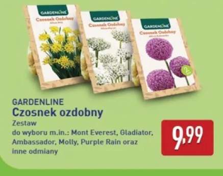 Czosnek ozdobny Mont Everest Gardenline +4 warianty