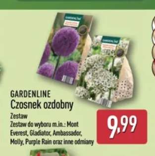 Czosnek ozdobny Mont Everest Gardenline +4 warianty