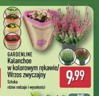 Kalanchoe w kolorowym rękawie Gardenline +1 wariant