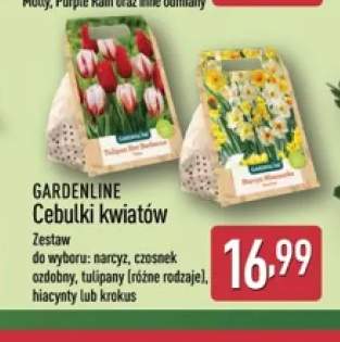 Cebulki kwiatów narcyz Gardenline +4 warianty
