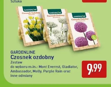 Czosnek ozdobny Purple Rain Gardenline +4 warianty