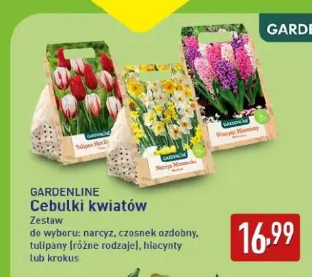 Cebulki kwiatów narcyz Gardenline +4 warianty