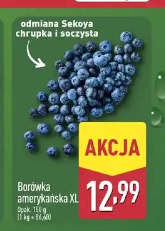 Borówka amerykańska XL
