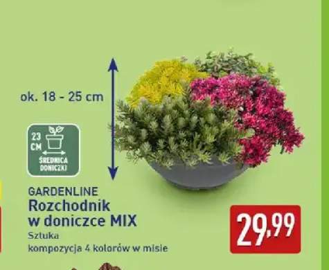 Rozchodnik w doniczce mix Gardenline