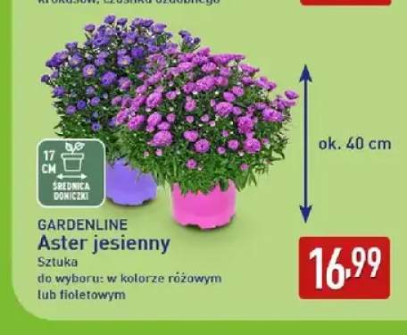 Aster jesienny Gardenline