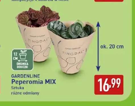 Peperomia mix Gardenline