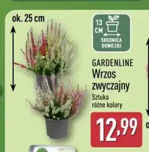 Wrzos zwyczajny Gardenline