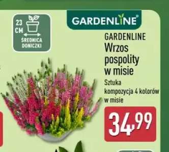 Wrzos pospolity w misie Gardenline