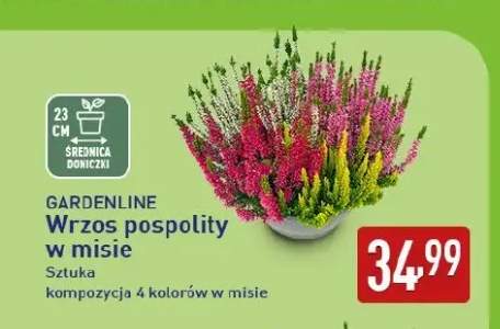 Wrzos pospolity w misie Gardenline 23 cm