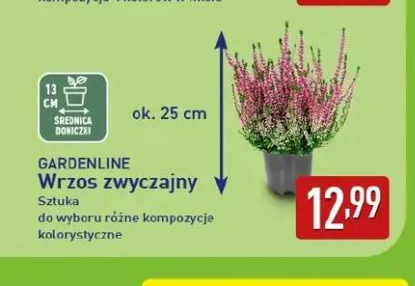 Wrzos zwyczajny Gardenline