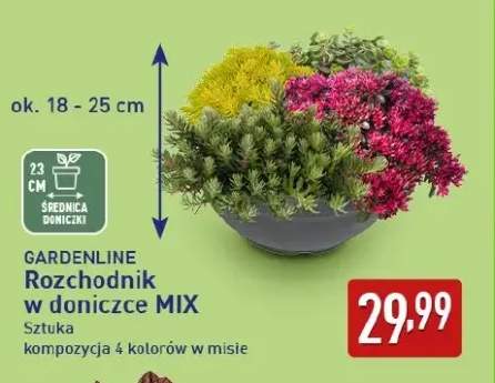 Rozchodnik w doniczce Mix Gardenline kompozycja 4 kolorów w misie